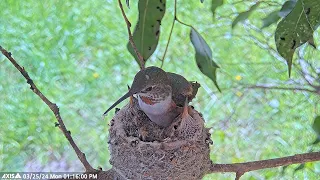 SWEET MOMENTS: Hummingbird Cuddles with Her 16 and 18-Day-Old Chicks After Feeding 💖 #hummingbird