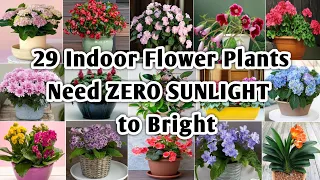 29 Indoor Flowering Plants | Best Indoor Flowering Plants with Identification | Plant and Planting
