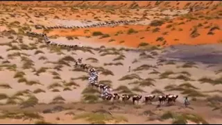 شاهد اطول قافلة جمال فى صحراء الجزائر مشاهد رائعة