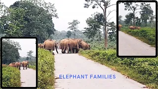 Elephant Family Bonds ll Elephant Families are just like us- They play, they love, they mourn