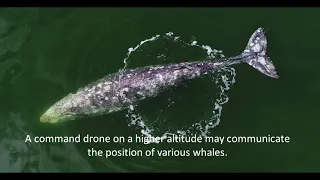 Исследование серых китов на Сахалине с помощью квадрокоптеров