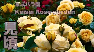 2024年5月9日現在開花状況【Rose】京成バラ園　☁️☀️見頃です。＃京成バラ園#rose #ばら