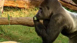 Feeding the Animals at the Smithsonian's National Zoo