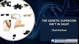 The Genetic Super Cow Isn't In Sight - Chad Dechow, Penn State University