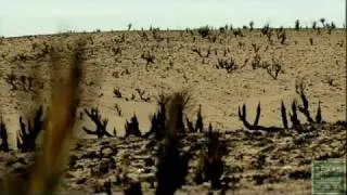 Fire on the Prairie, Texas Panhandle Wildfires