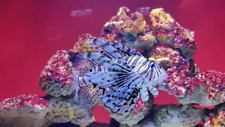 SCUBA Diving Egypt Red Sea -Underwater Video HD!! #animals #viral