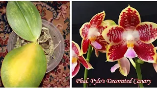 У Орхидеи Желтеют Листья | Phal. Pylo's Decorated Canary