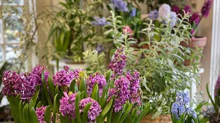 🌸 First Garden Tour of the year (Indoor) ~ Forced Bulbs ~ Houseplants 🌸