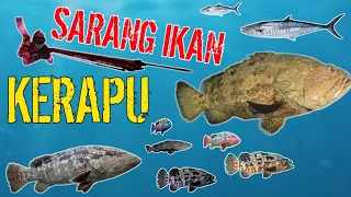 berburu ikan ke pulau obi hasilnya ?