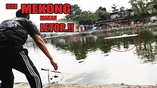 TARIK IKAN MEKONG MACAM TARIK KERBAU | PKP 2.0