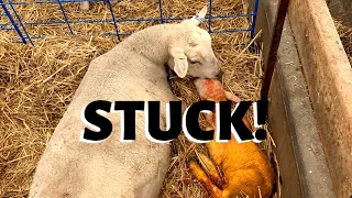 I couldn't get this lamb out!!: Vlog 194