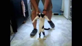 Disco cat dance