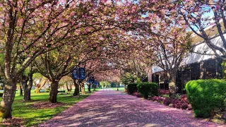 Sneak peak from my first day to university | Trinity Western university Langley Canada | tour