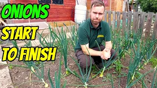 How to Grow Onions (UK) From Sets to Harvest