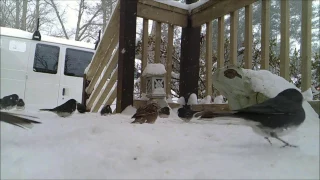 Winter Storm Helena - Wild Bird Feeding Up Close 5X Speed