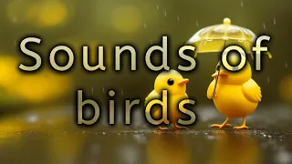 Bird Sounds for Baby Sleep and Calming Restless Infants