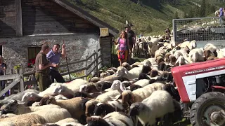 Almabtrieb der Schafe im Gasteinertal.