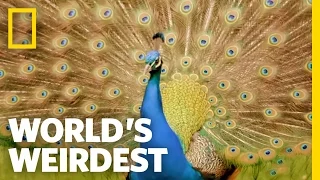 Peacock Courtship | World's Weirdest