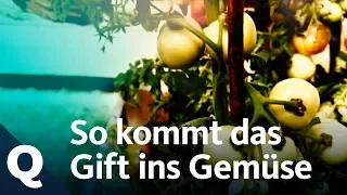 Schadstoffe: So gelangen Blei und Co in dein Gemüse | Quarks