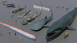 FISH Size Comparison 3D | 3d Animation Size Comparison