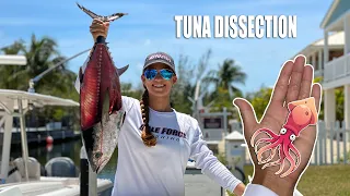 WHAT DO TUNA EAT?!? How to Filet Blackfin Tuna | Gale Force Twins