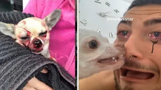 🔥the most angry nikki chihuahua compilation। chihuahua dog #22। Fanny chihuahua TV