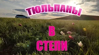 Тюльпаны Шренка в Оренбургской степи!