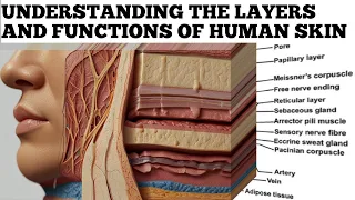 "Beneath the Surface: Understanding the Layers and Functions of Human Skin"?