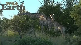 WildEarth - Sunset Safari, 26 February 2020 - Part 1