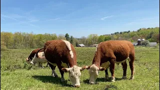 Cows and Dairy