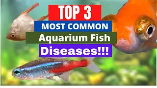 TOP 3 Most Common Aquarium Fish Diseases (how to treat them, the causes, and identify them)