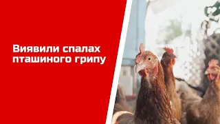 На Луганщині за останні два місяці вже другий спалах пташиного грипу
