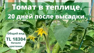 Томат TL 18304 в теплице. 20 дней после высадки.