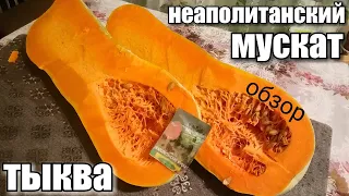 Видео-Обзор тыквы/ Сорт НЕАПОЛИТАНСКИЙ МУСКАТ/ #pumpkin #тыква #обзор #урожай