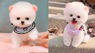 Cute and Funny Pomeranian Videos 48 #Shorts