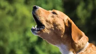 TOP 10 dog barking videos compilation 2020 Dog barking sound - Cheerful dogs