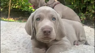 Rebellious puppy’s :) #weimaraners #weimaraner #puppy