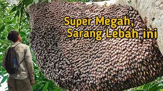 Sedang Ramai Berdatangan Lebah di Hutan Damar!!#lebah#madu#hutan#liar#alam