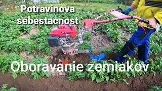 Oboravanie - obsypovanie - hrobkovanie zemiakov - potato cutting - HONDA GCV 160