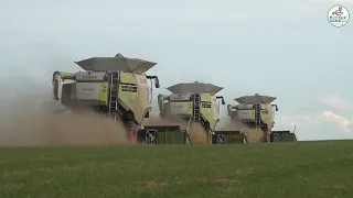 Grassamen Ernte mit Fendt, Claas und JCB, Grass Grain Harvest - Multi Agrar Claußnitz