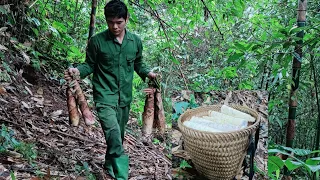 Harvesting giant bamboo shoots and the process of making dried bamboo shoots