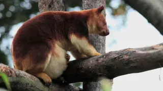 Silly Tree Kangaroo, You’re Not Supposed to Be Up There | Absurd Creatures