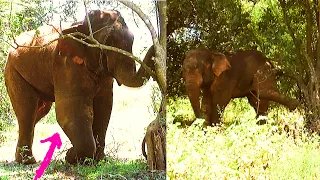 Sympathetic human do their best to save the gunshot injured Majestics Elephant