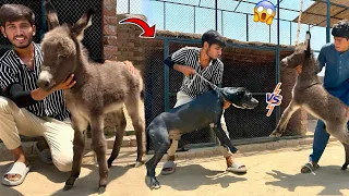 Pet House Main Donkey Ka Baby Aa Gya😍