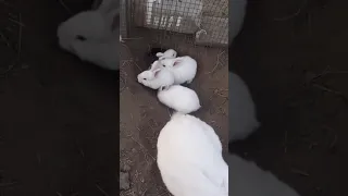 Rabbit mom, feed the baby rabbit