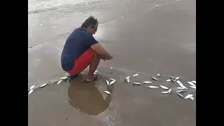 pescaria de sardinha,em maxaranguape RN