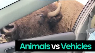 Ultimate Animal vs. Vehicle Showdown