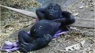 Philosophical ape