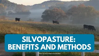 Cows in the Woods: What it Takes to Create a Silvopasture
