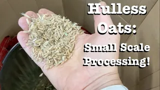 Hulless Oats Small Scale Processing